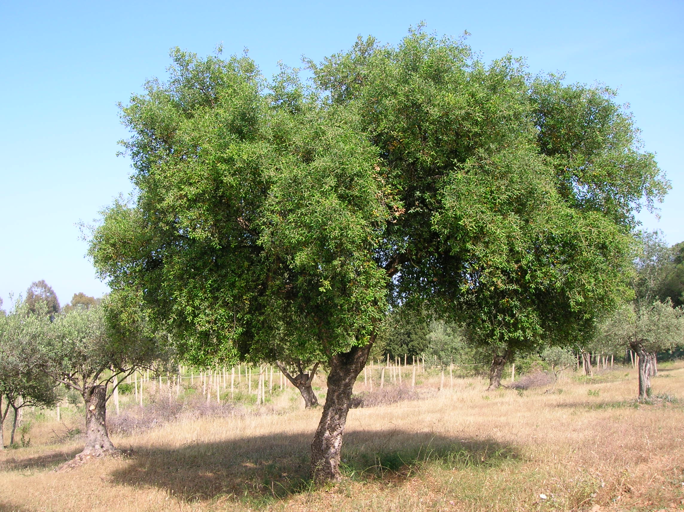 vita del legno