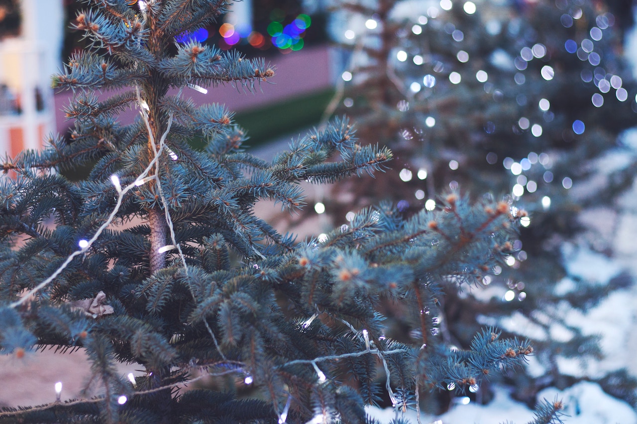 albero di natale vero