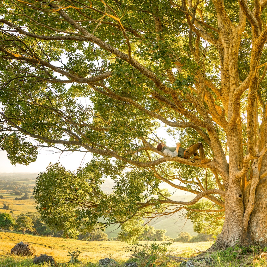 alberi monumentali