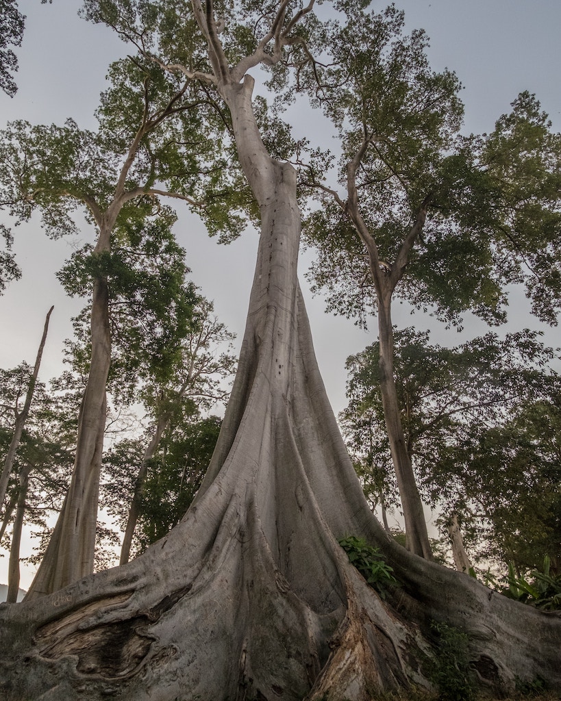 alberi monumentali